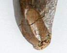 Tyrannosaurus (T-Rex) Tooth - Pathological #11919-2